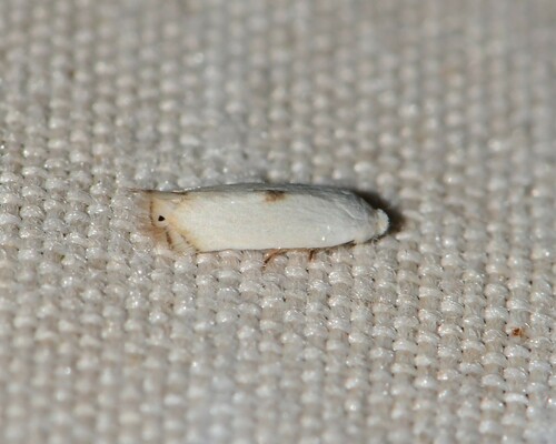Pseudopostega albogaleriella