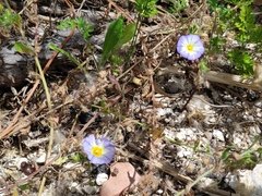 Convolvulus tricolor