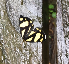 Psychostrophia melanargia