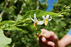 Solanum bahamense