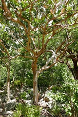 Pimenta racemosa