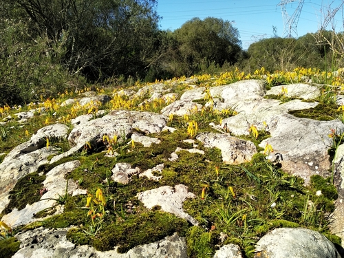 Lachenalia aloides