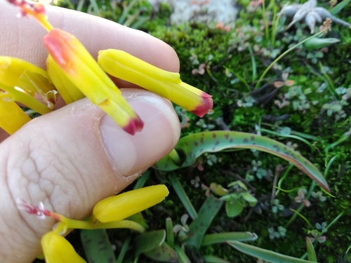 Image of Lachenalia aloides by (c) De Waal Hugo, some rights reserved (CC BY)