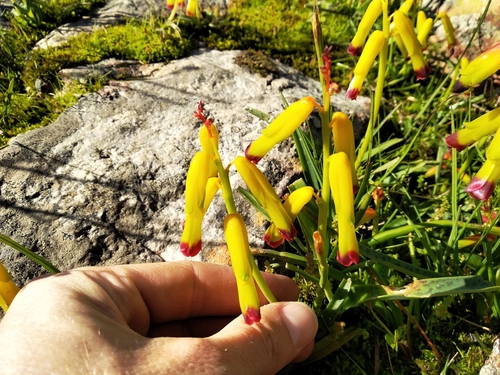 Lachenalia aloides