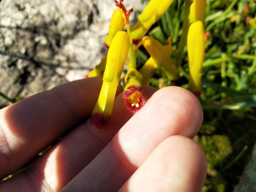 Lachenalia aloides