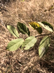 Grewia retinervis