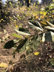 Grewia retinervis
