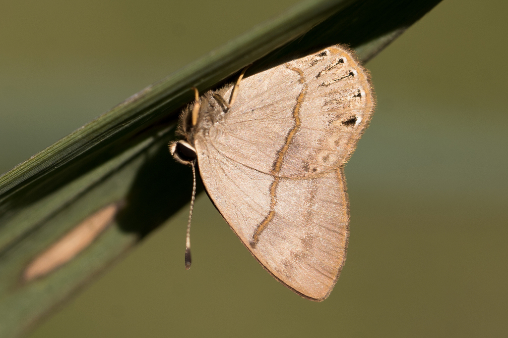 Euselasia hygenius