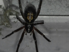 Steatoda nobilis