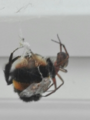 Steatoda nobilis