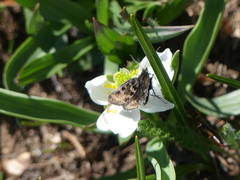 Metaxmeste schrankiana