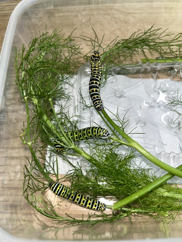 Papilio machaon verityi
