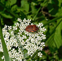 Graphosoma italicum italicum