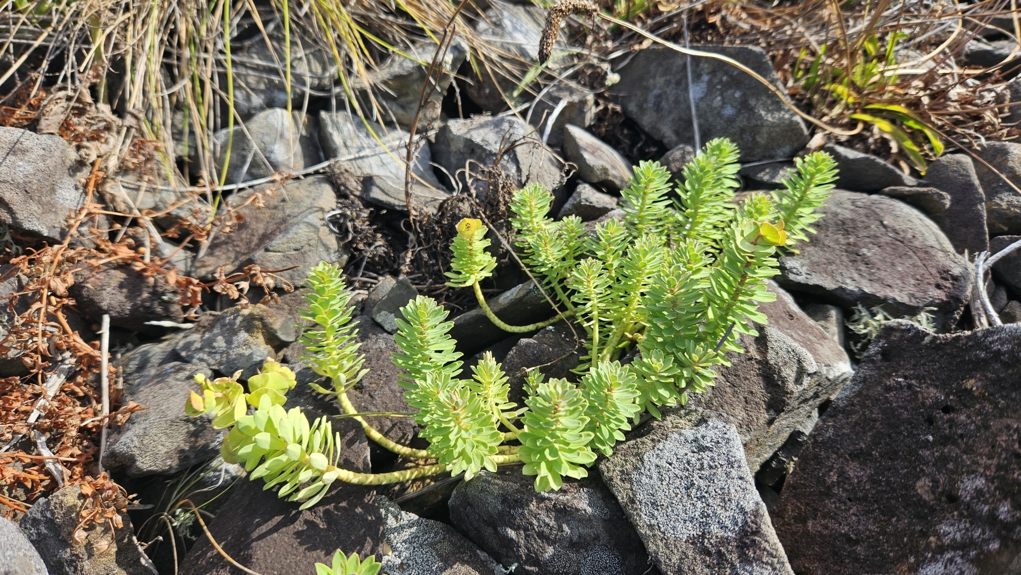 Euphorbia azorica 3