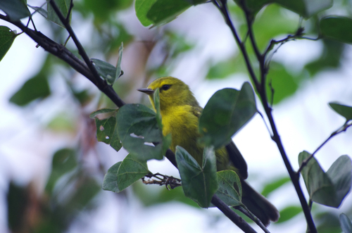 Vitelline Warbler (Setophaga vitellina), photo 5