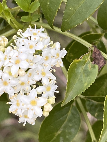 Image of Sambucus australis by (c) Mario Barroso, some rights reserved (CC BY)