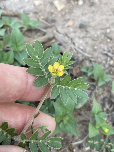 Image of Kallstroemia parviflora by no rights reserved