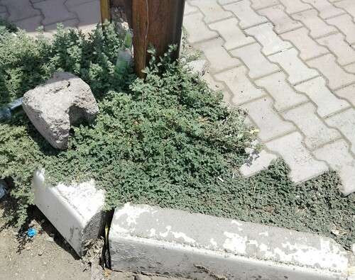 puncture vine