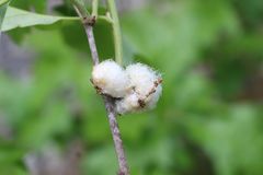 Callirhytis quercusoperator