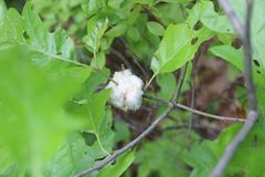 Callirhytis quercusoperator