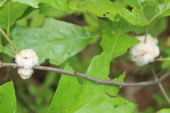 Callirhytis quercusoperator