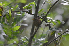 Troglodytes troglodytes