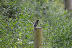 Turdus merula