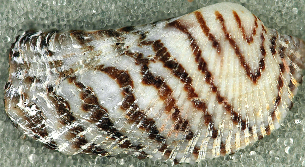 Atlantic Turkey Wing