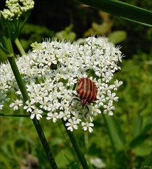 Graphosoma italicum italicum