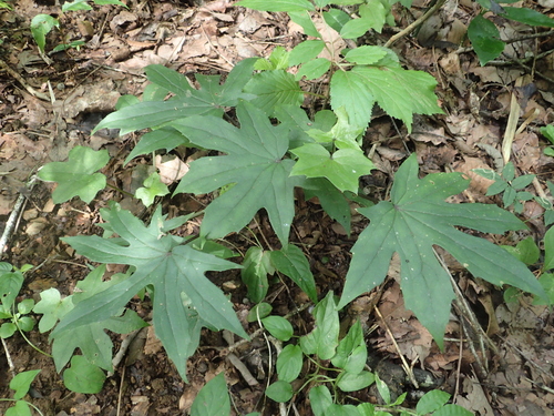 Cacalia delphiniifolia