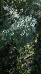 Artemisia absinthium