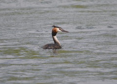 Podiceps cristatus