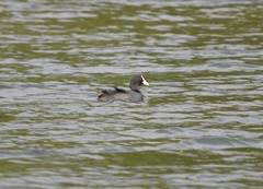 Fulica atra