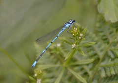 Coenagrion puella