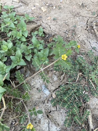 Image of Kallstroemia parviflora by no rights reserved