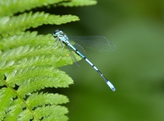 Coenagrion puella