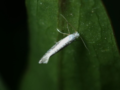 Argyresthia retinella