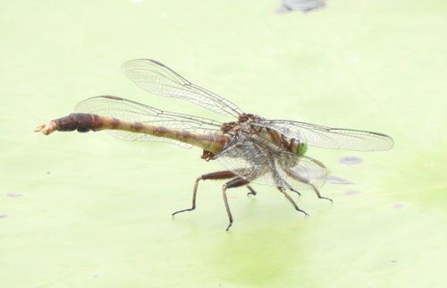 Arigomphus pallidus image