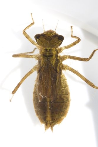 Cherry-faced Meadowhawk