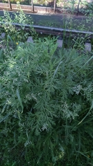 Artemisia absinthium