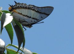 Polyura nepenthes