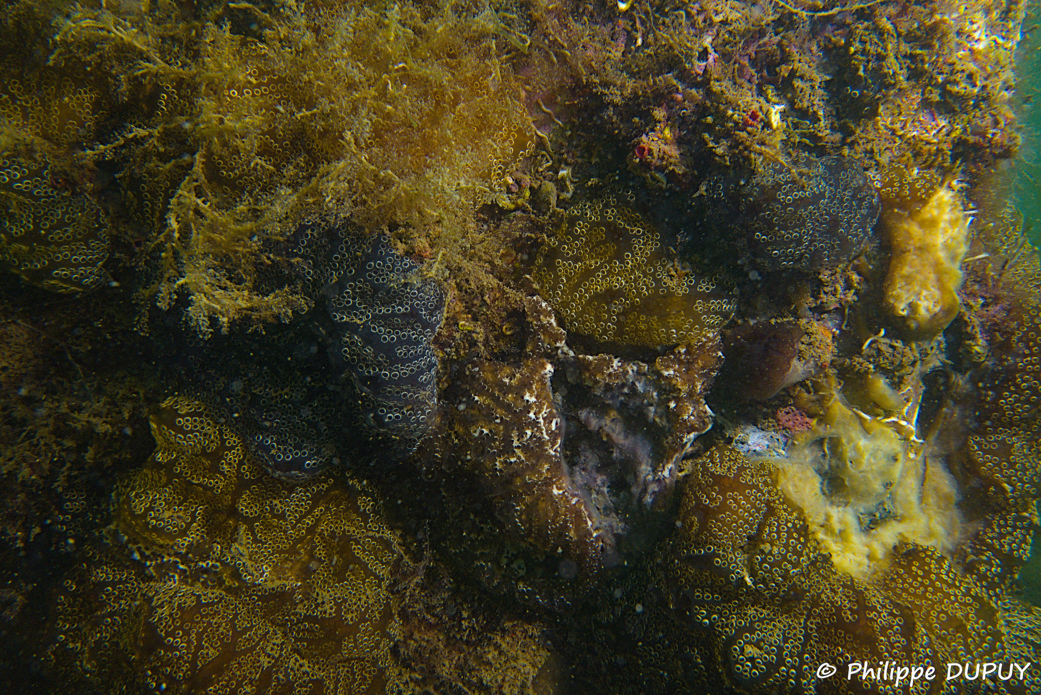 Distaplia bermudensis Van Name, 1902