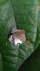 Phrynarachne decipiens