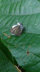 Phrynarachne decipiens