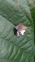 Phrynarachne decipiens