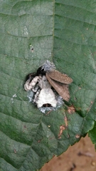 Phrynarachne decipiens