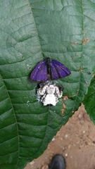 Phrynarachne decipiens