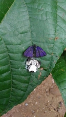 Phrynarachne decipiens