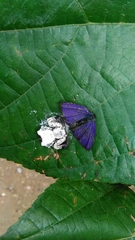 Phrynarachne decipiens