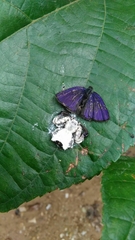 Phrynarachne decipiens